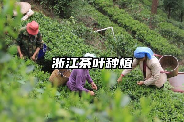 浙江茶叶种植