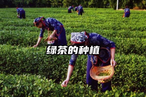 绿茶的种植