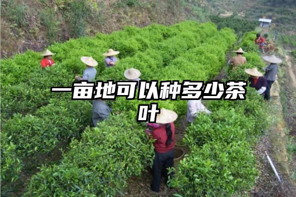 一亩地可以种多少茶叶