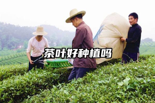 茶叶好种植吗