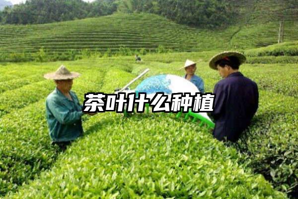 茶叶什么种植