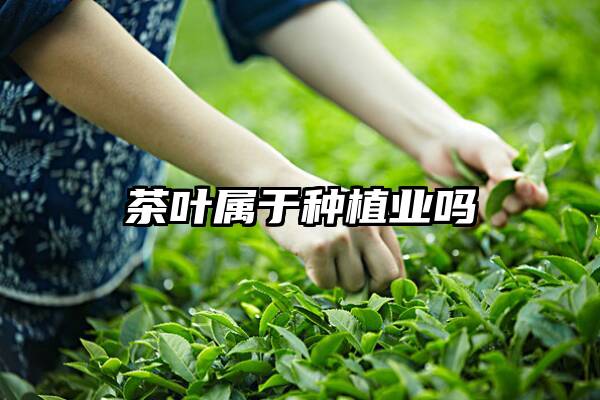 茶叶属于种植业吗