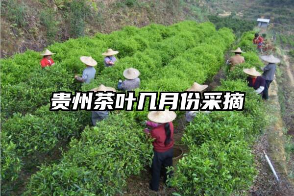 贵州茶叶几月份采摘