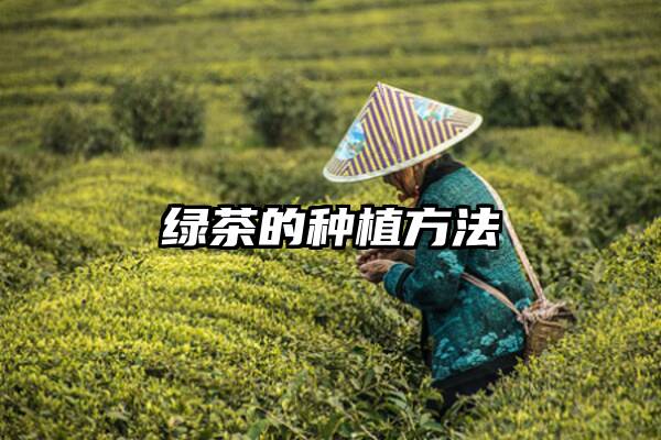 绿茶的种植方法