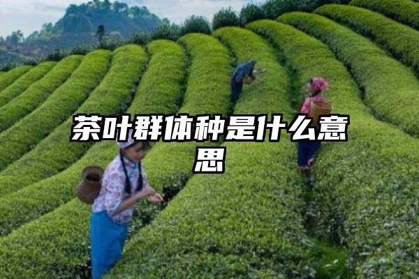 茶叶群体种是什么意思