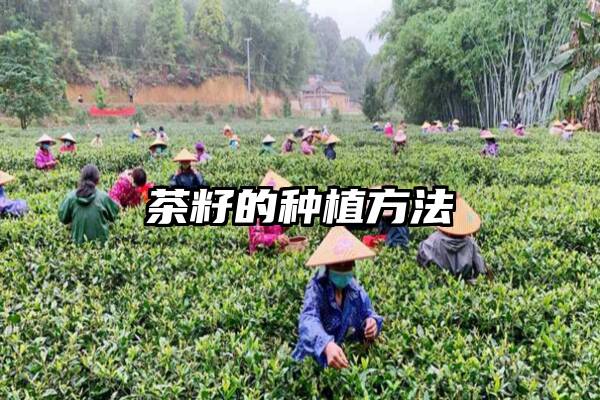 茶籽的种植方法