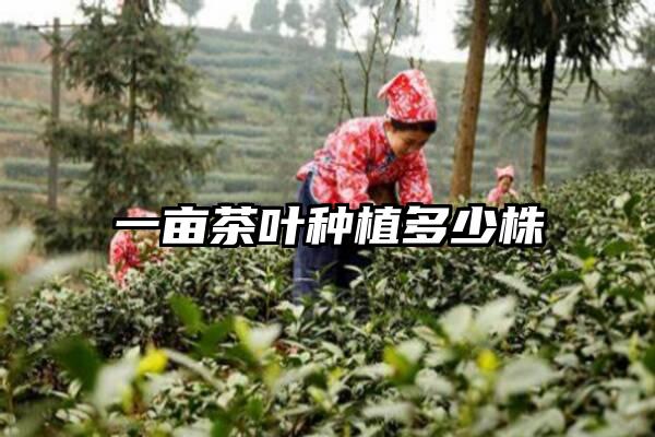 一亩茶叶种植多少株