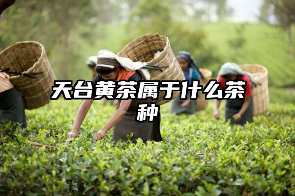 天台黄茶属于什么茶种