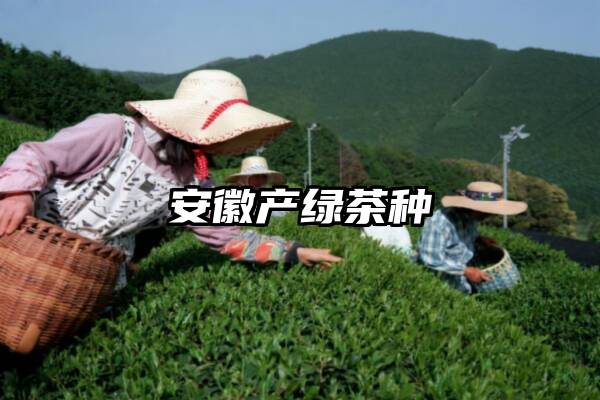 安徽产绿茶种