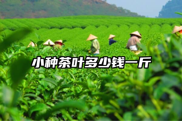 小种茶叶多少钱一斤