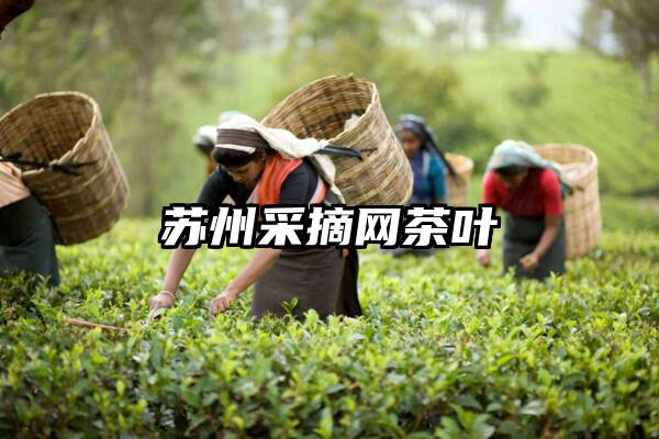 苏州采摘网茶叶