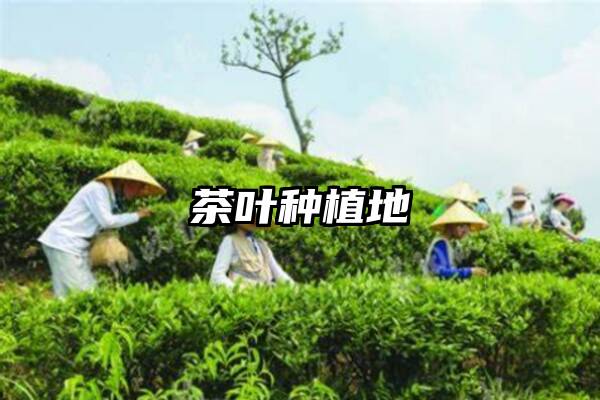 茶叶种植地