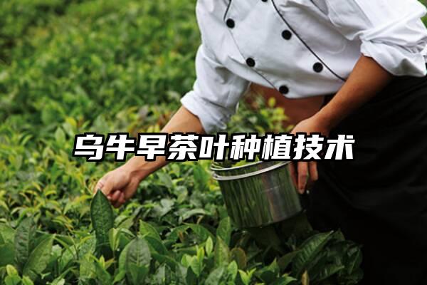 乌牛早茶叶种植技术