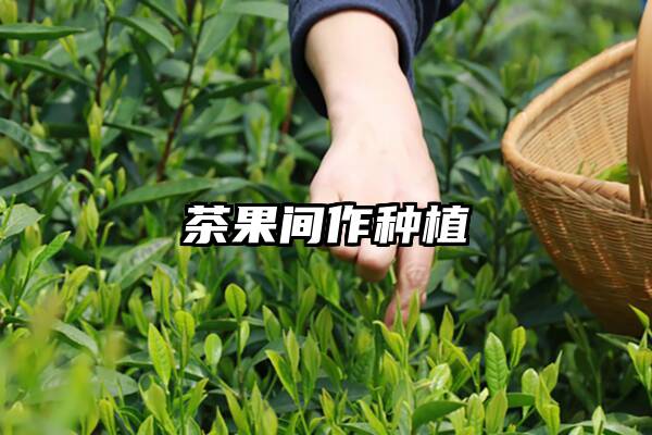茶果间作种植