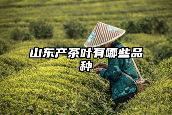 山东产茶叶有哪些品种