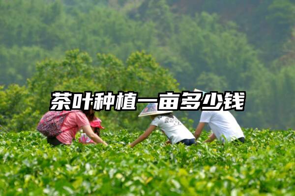 茶叶种植一亩多少钱