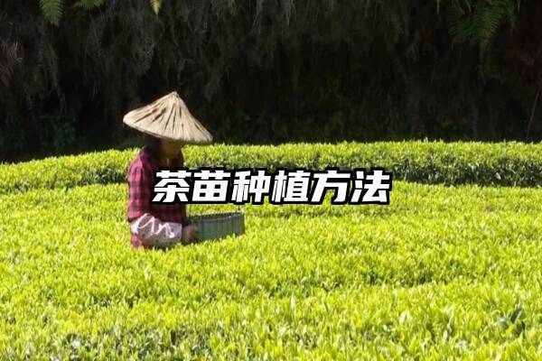 茶苗种植方法