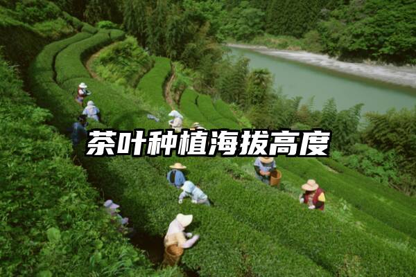茶叶种植海拔高度