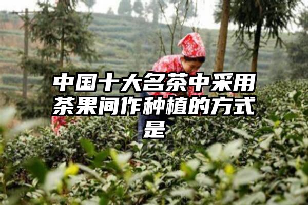 中国十大名茶中采用茶果间作种植的方式是