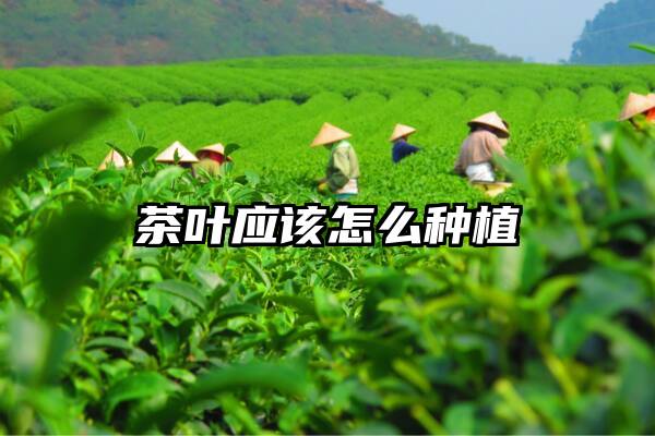 茶叶应该怎么种植