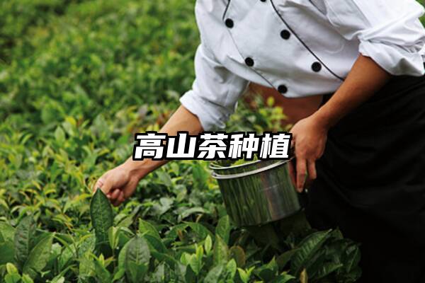 高山茶种植