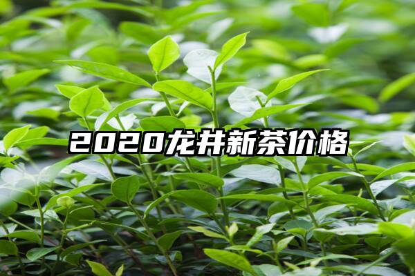 2020龙井新茶价格