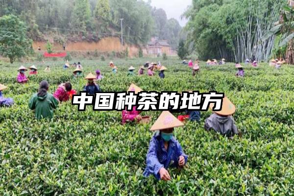 中国种茶的地方