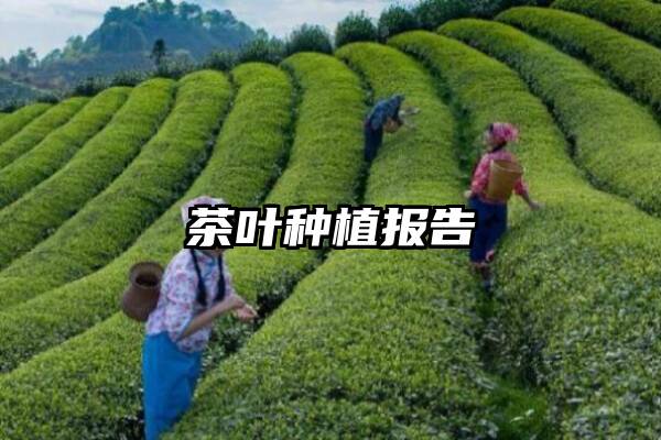 茶叶种植报告