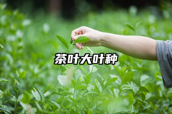 茶叶大叶种