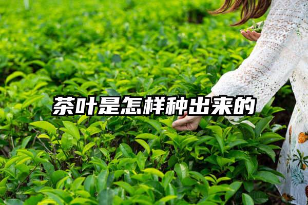 茶叶是怎样种出来的