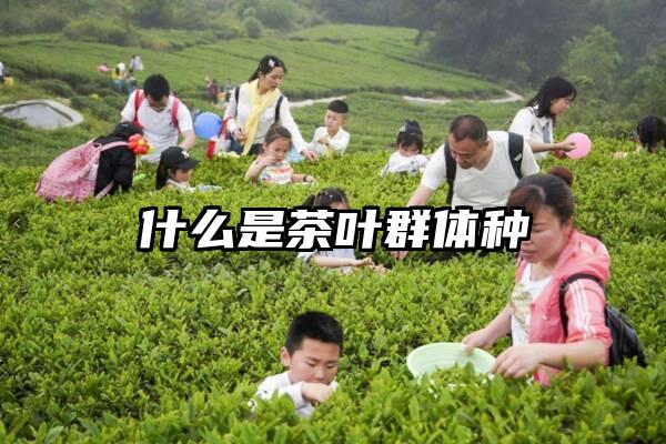 什么是茶叶群体种