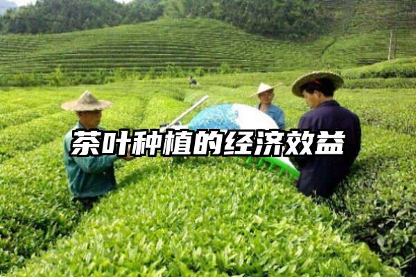 茶叶种植的经济效益