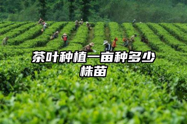 茶叶种植一亩种多少株苗