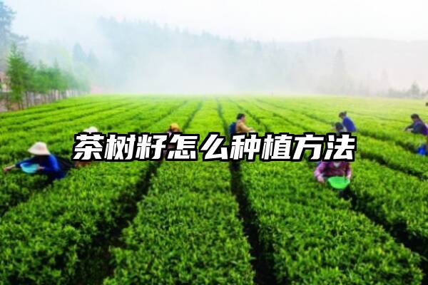 茶树籽怎么种植方法