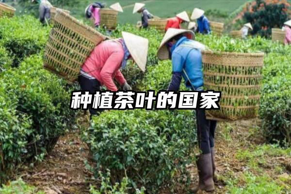 种植茶叶的国家