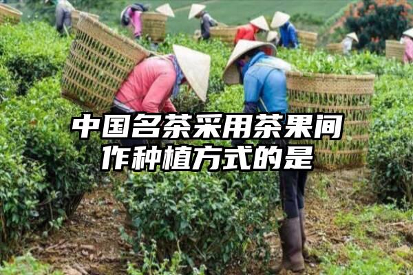 中国名茶采用茶果间作种植方式的是