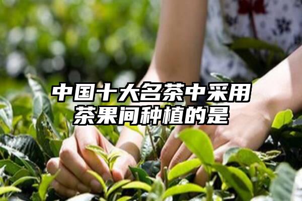 中国十大名茶中采用茶果间种植的是