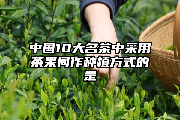 中国10大名茶中采用茶果间作种植方式的是
