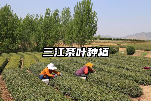 三江茶叶种植