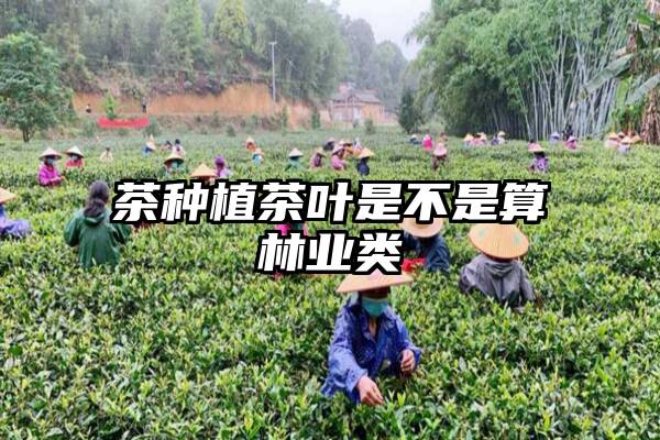 茶种植茶叶是不是算林业类