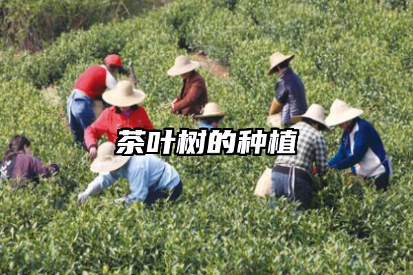 茶叶树的种植
