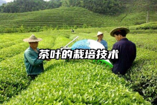 茶叶的栽培技术
