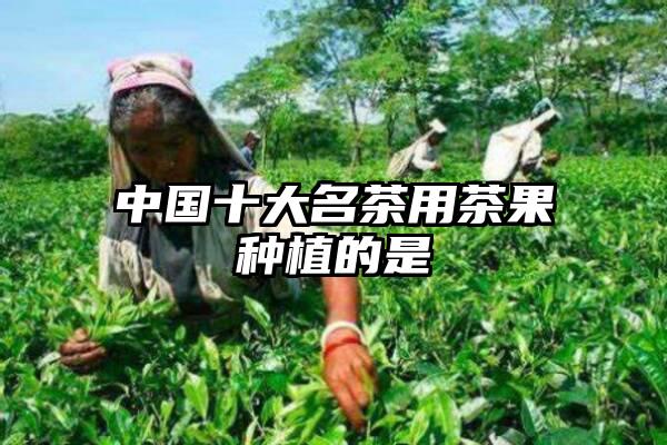 中国十大名茶用茶果种植的是