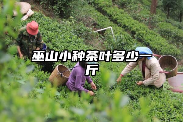 巫山小种茶叶多少一斤