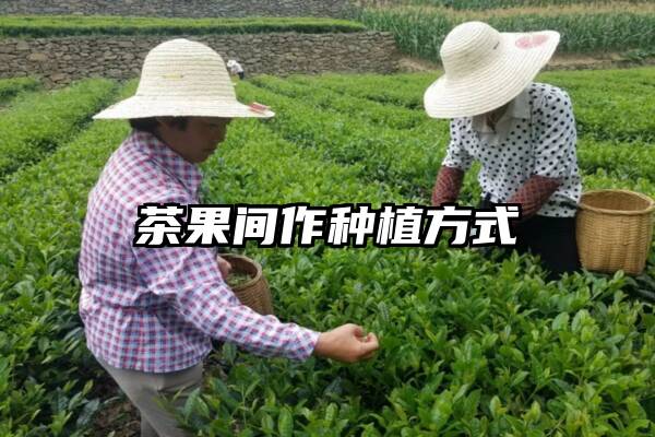 茶果间作种植方式