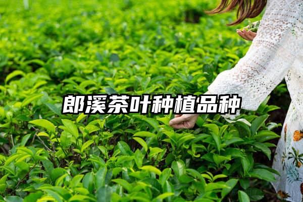 郎溪茶叶种植品种