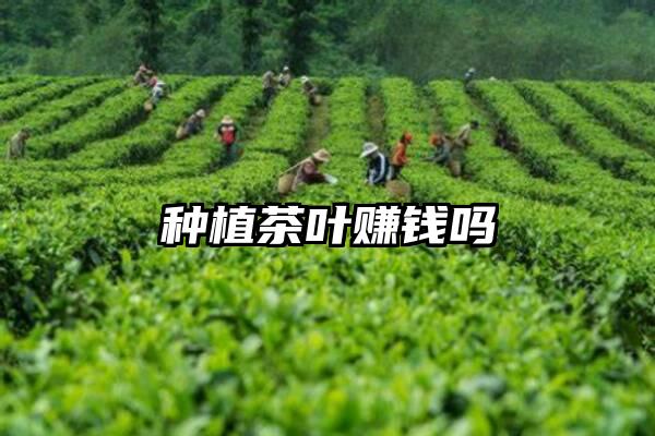种植茶叶赚钱吗