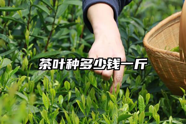 茶叶种多少钱一斤