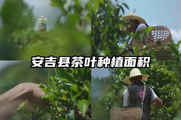 安吉县茶叶种植面积