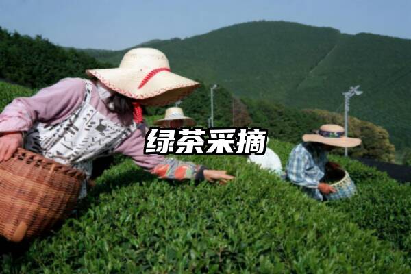 绿茶采摘